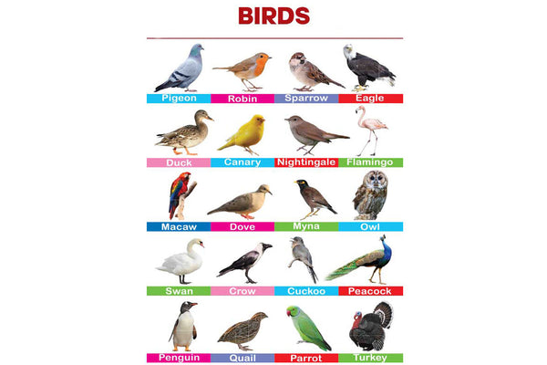 Birds Folding Chart