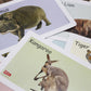 Wild Animals Flash Cards (1016)