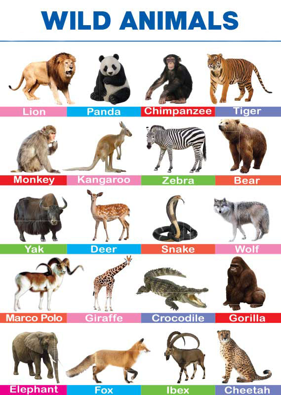Wild Animals Folding Chart – Kids Care